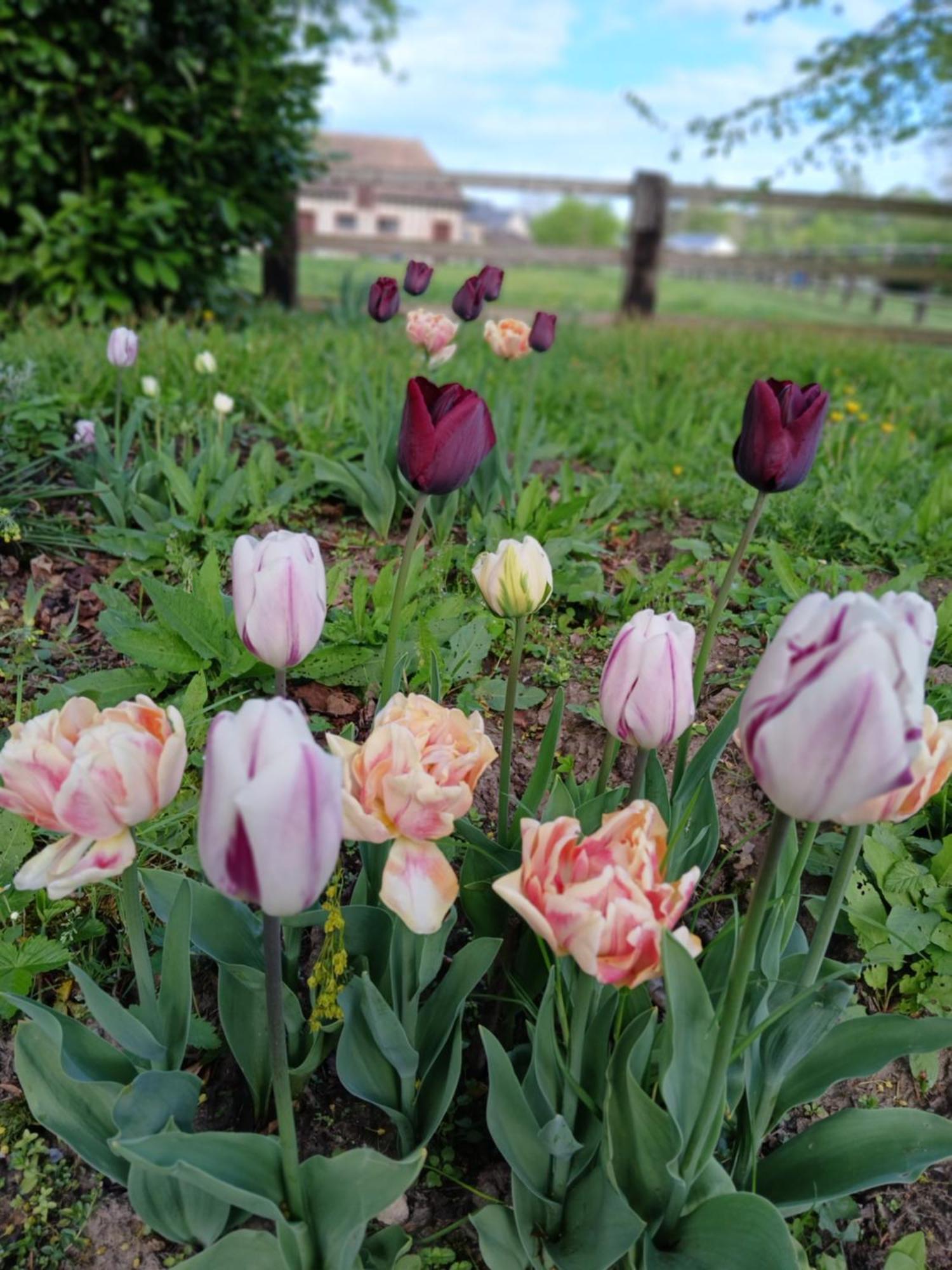 Domaine Des Ifs Bed & Breakfast Le Pin  Екстериор снимка